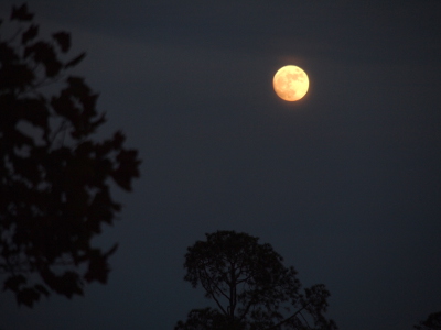 [The moon is a yellow-white orb in a dark blue sky. There are blurry dark tree leaves on the left side of the image in the foreground and clearer dark tree tops in the distance in the background almost directly under the moon.]